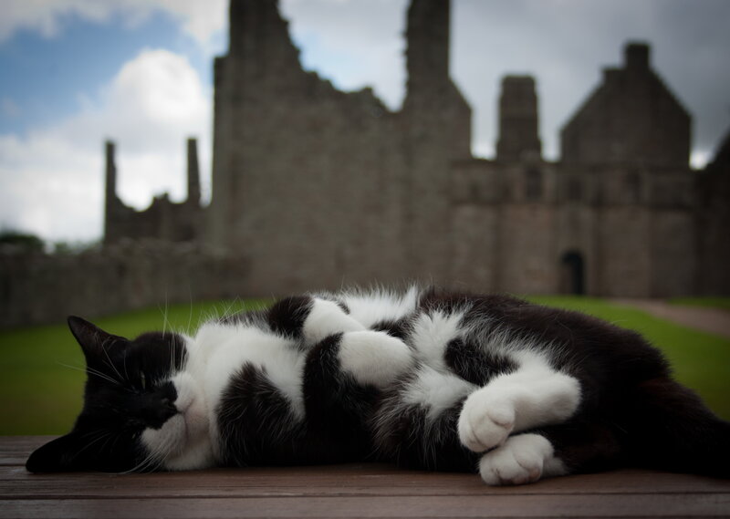 Black and White Cat — Peaceful, Afternoon, Photograph, Castle Ruins