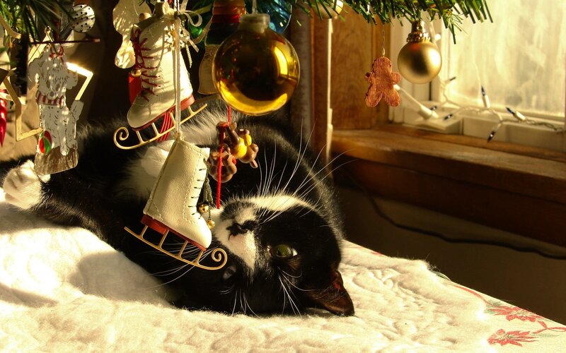 Black and White Cat — Peaceful, Afternoon