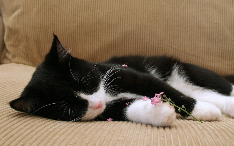 Black and White Cat — Peaceful, Photograph, Flower