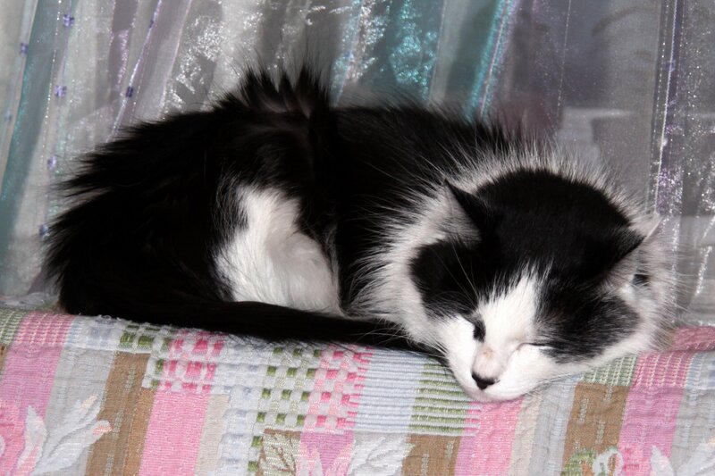 Black and White Cat — Peaceful, Photograph, Pillow