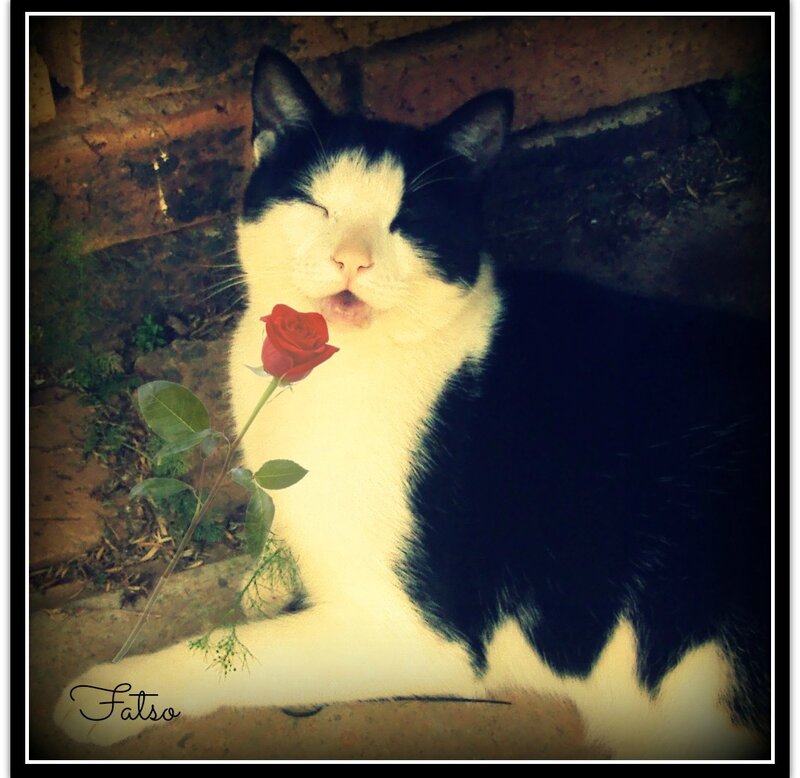 Black and White Cat — Peaceful, Photograph, Rose