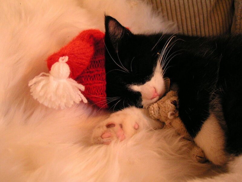 Black and White Cat — Peaceful, Photograph, Santa Hat