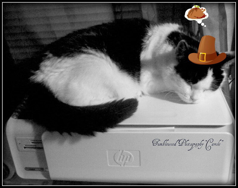 Black and White Cat — Peaceful, Photograph