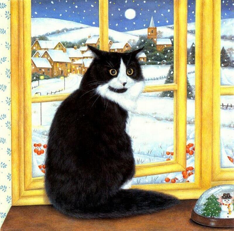 Black and White Cat — Peaceful