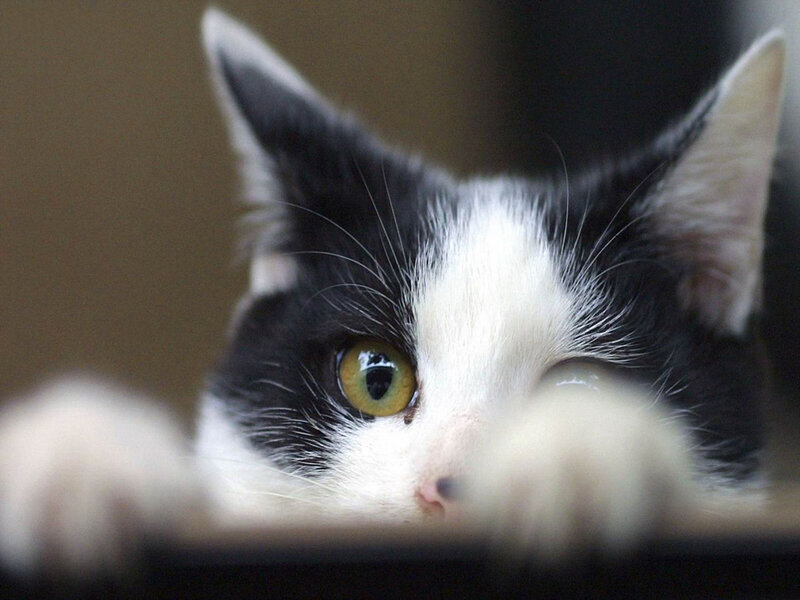 black and white cat peeking