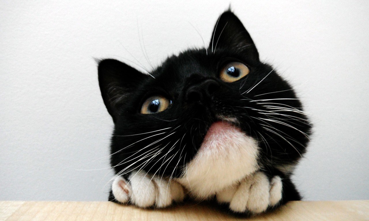 black and white cat peeking up