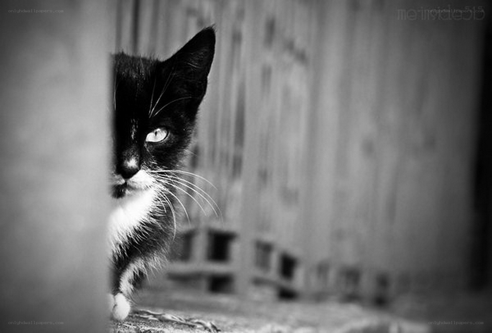 black and white cat peeking