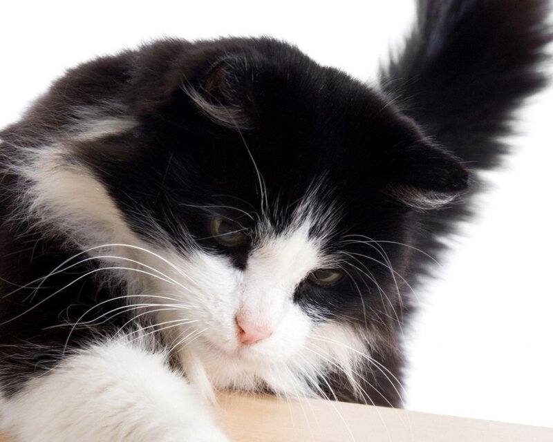 Black and White Cat — Photograph, Whiskers