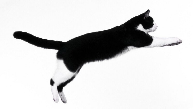 Black and White Cat — Photograph, White Background