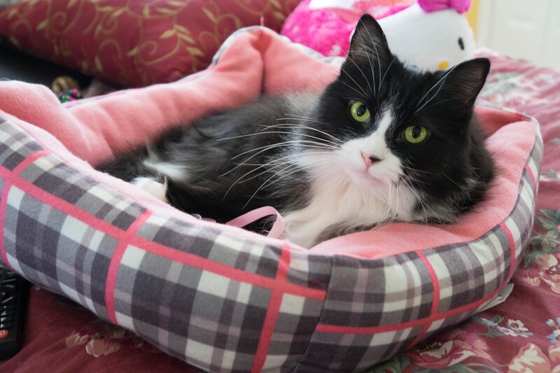 Black and White Cat — Pink, Calm, Photograph