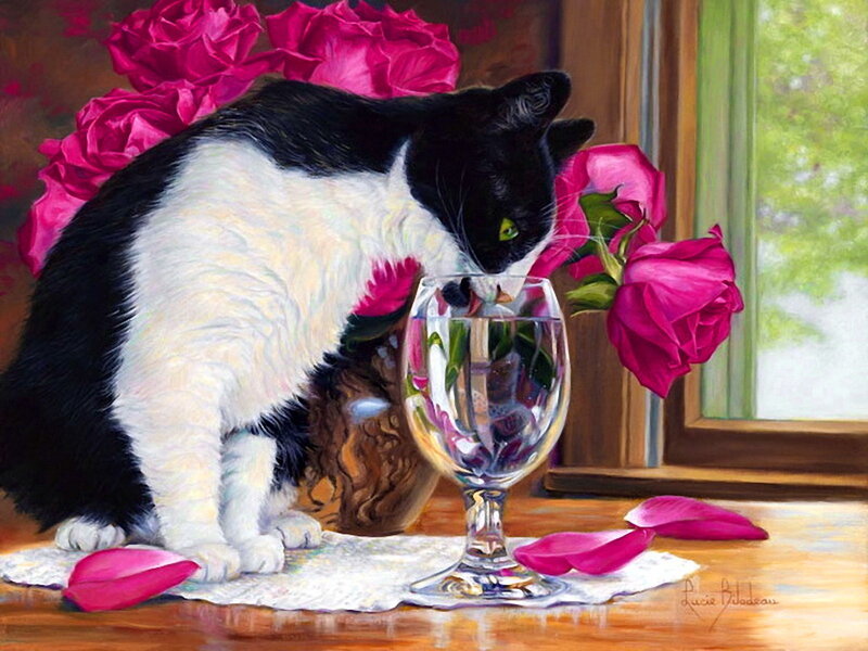 Black and White Cat — Pink, Calm