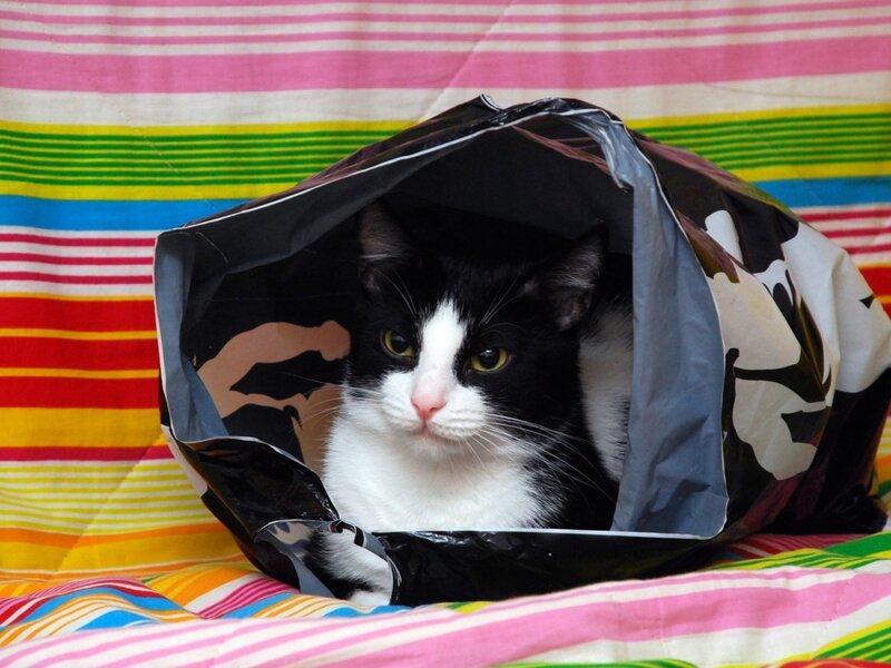 Black and White Cat — Pink, Curious