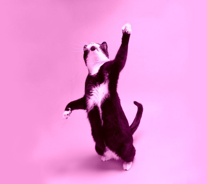Black and White Cat — Pink, Playful
