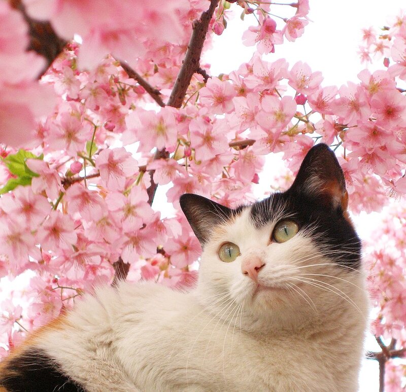 Black and White Cat — Pink, Serene, Spring