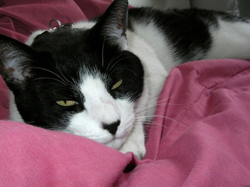 Black and White Cat — Pink