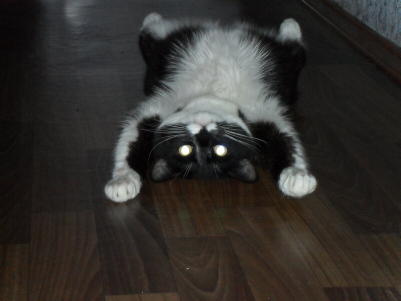 Black and White Cat — Playful, Night