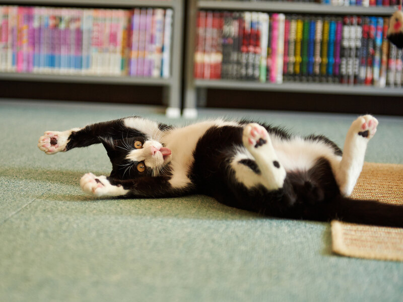 Black and White Cat — Playful, Photograph, Bookshelf