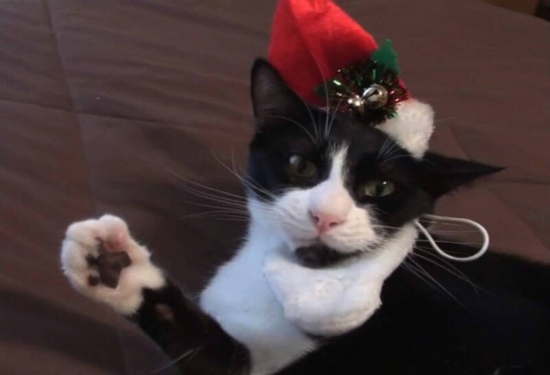 Black and White Cat — Playful, Photograph, Santa Hat