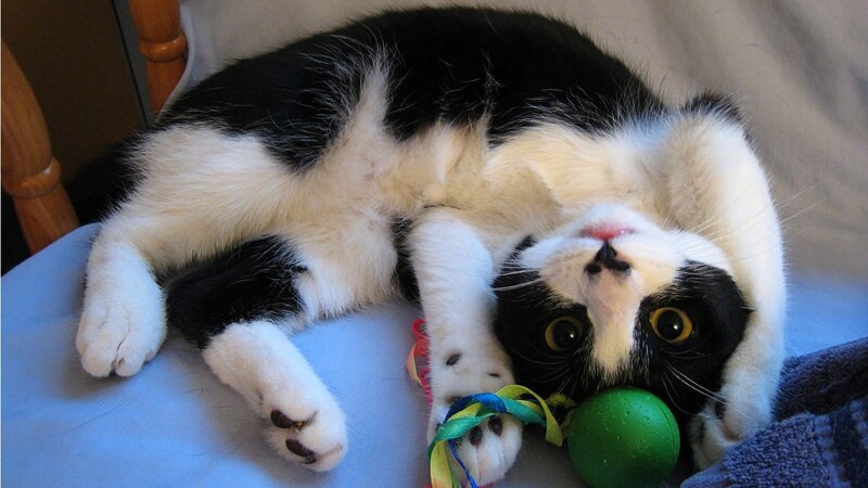 Black and White Cat — Playful, Photograph