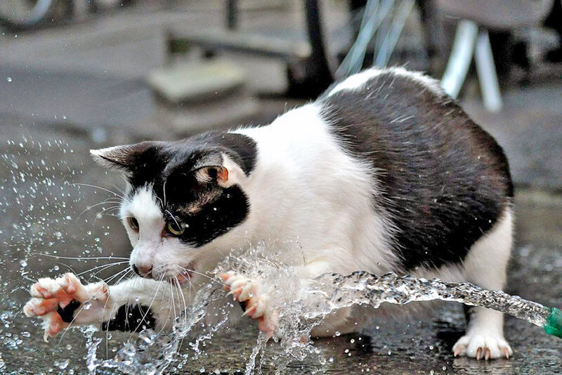 Black and White Cat — Playful, Photograph, Water