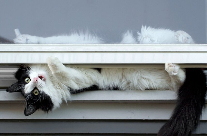 Black and White Cat — Playful, Photograph, Window