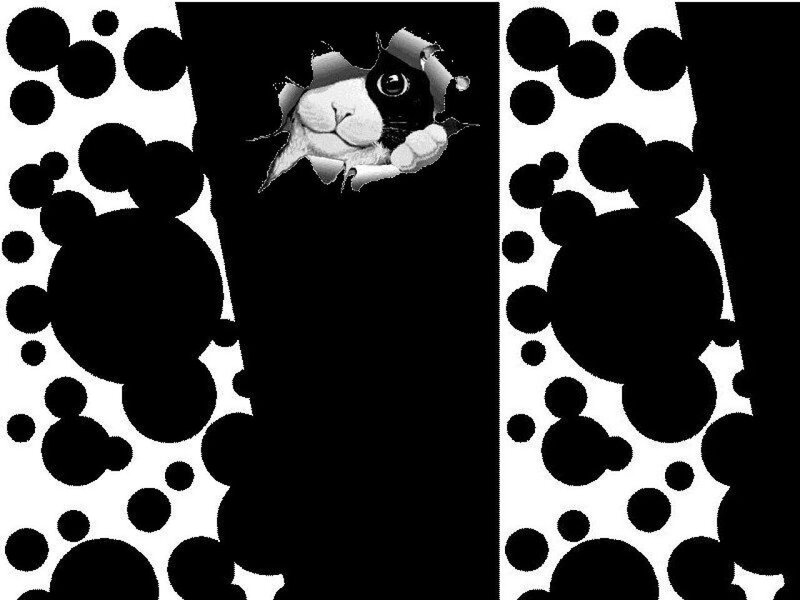 Black and White Cat — Playful