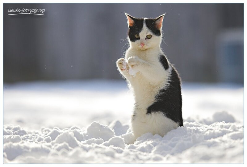 Black and White Cat — Playful, Winter