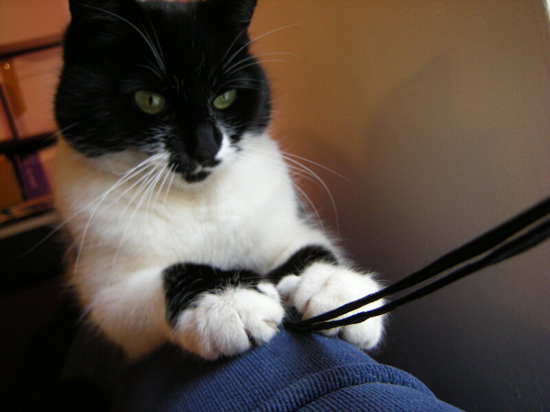 black and white cat playing