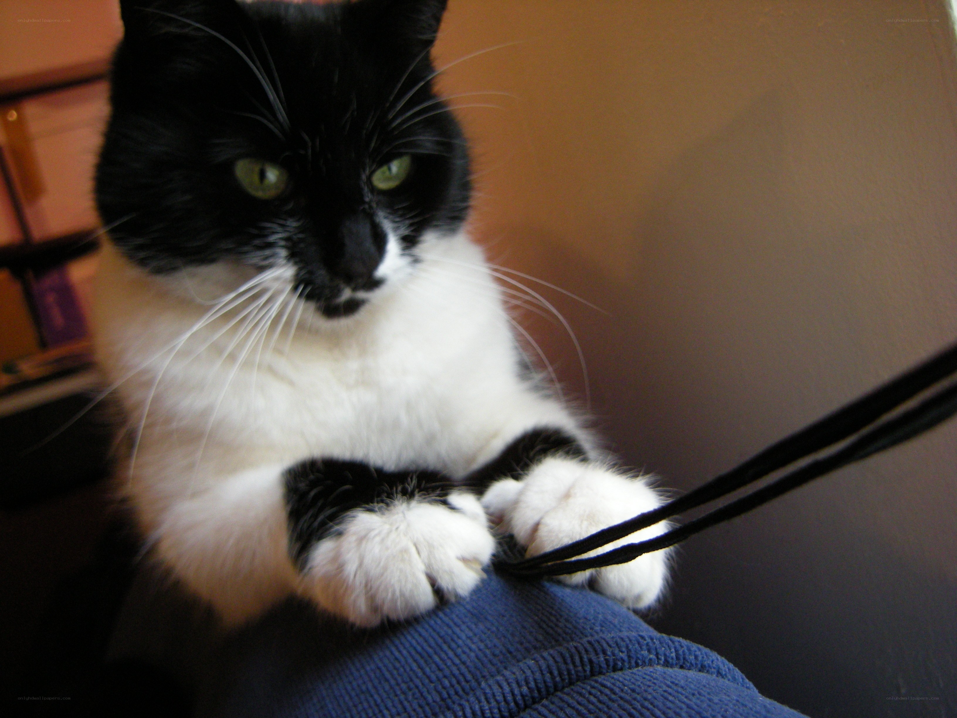 black and white cat playing