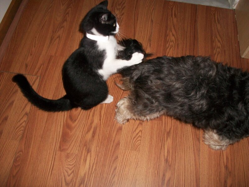 Black and White Cat Playing — Brown
