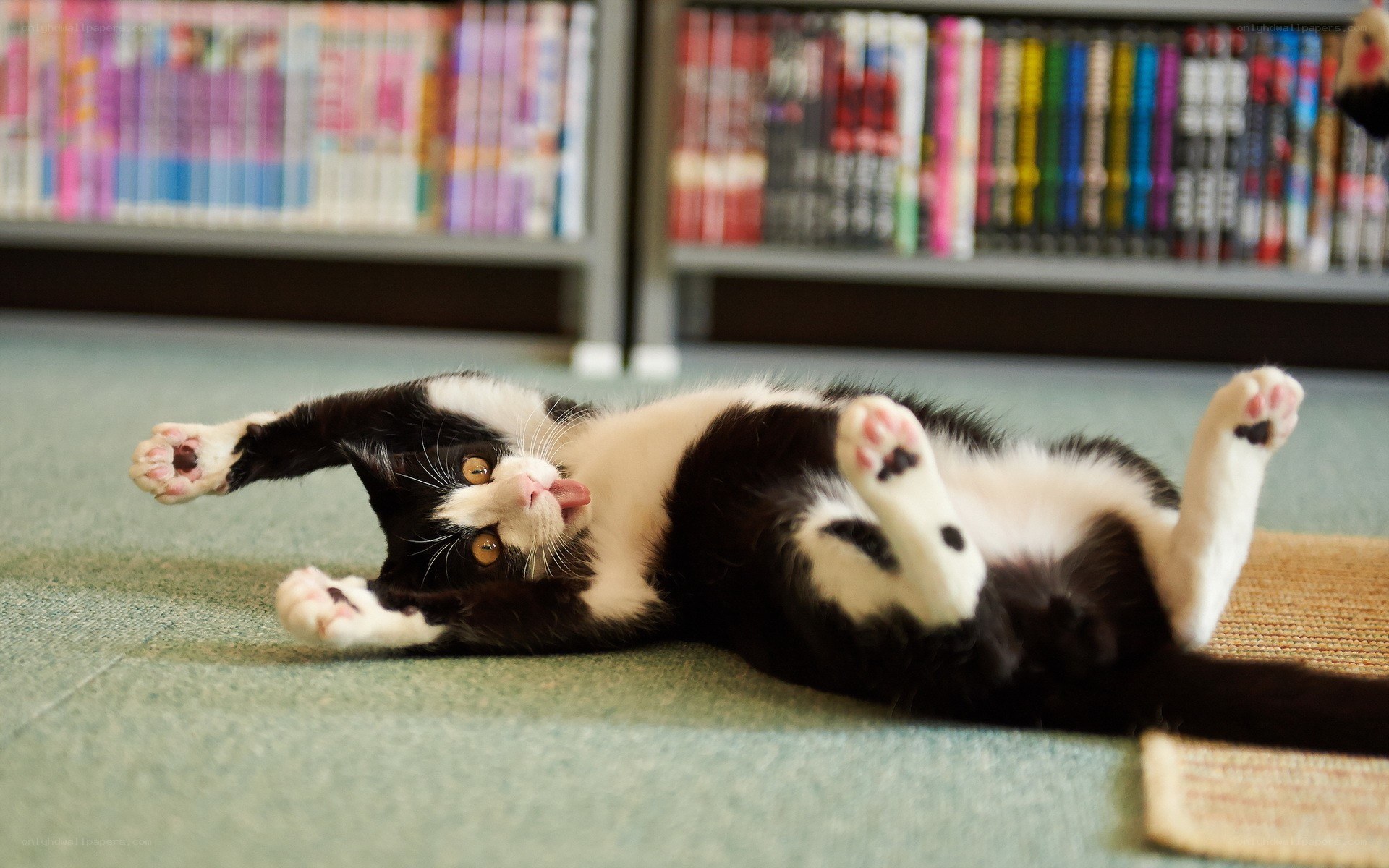 Black and white cat playing on floor
