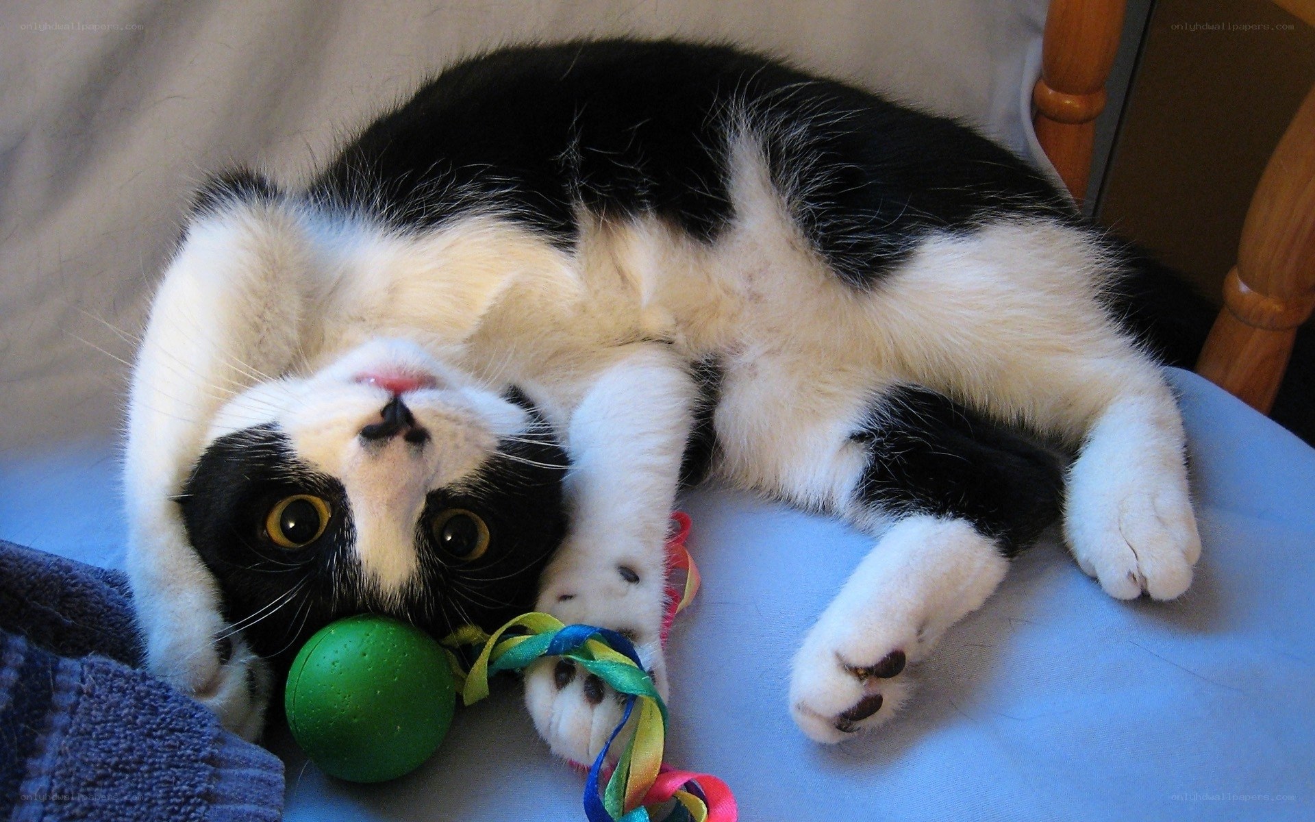Black and white cat playing