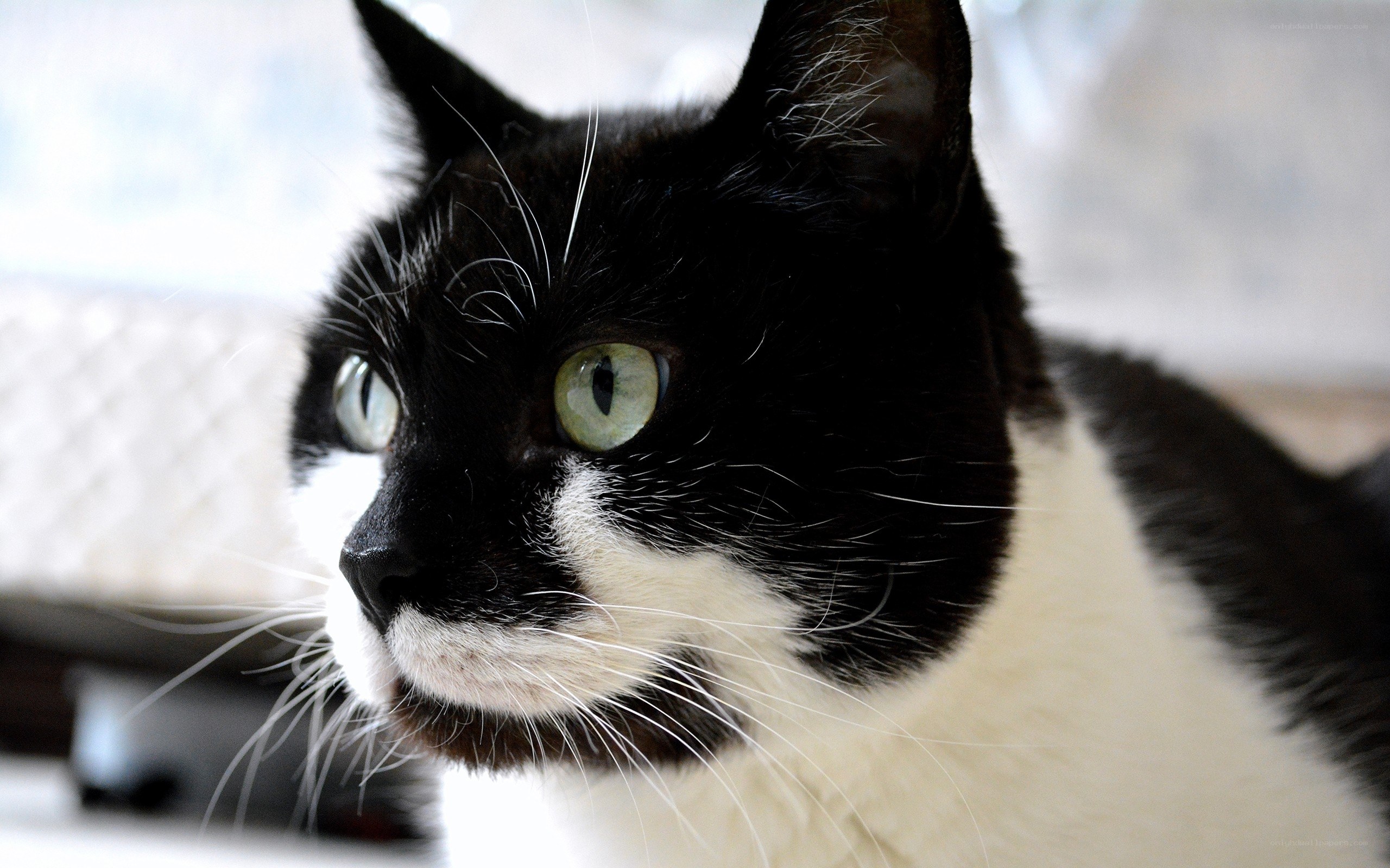 black and white cat portrait