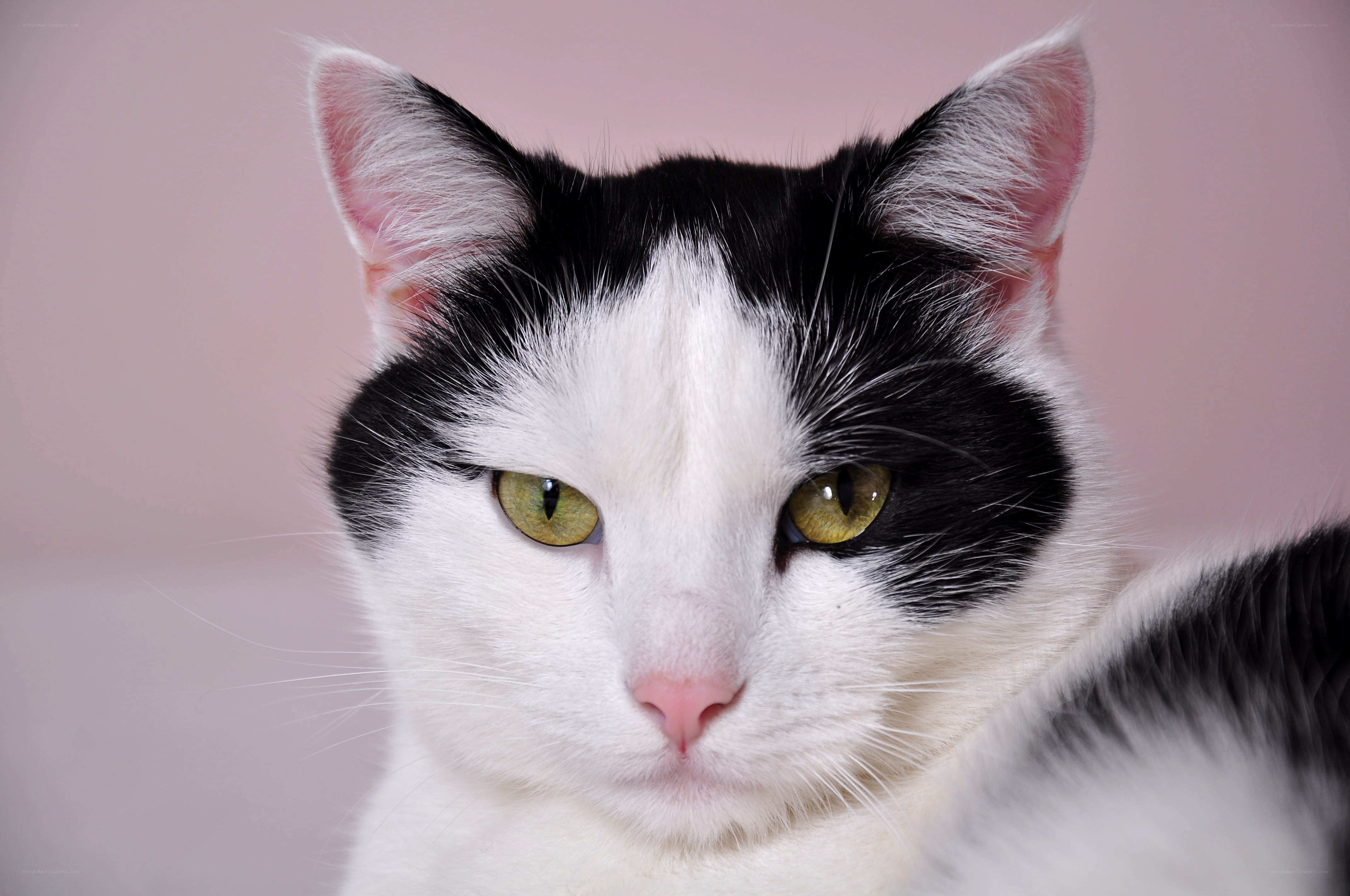 black and white cat portrait