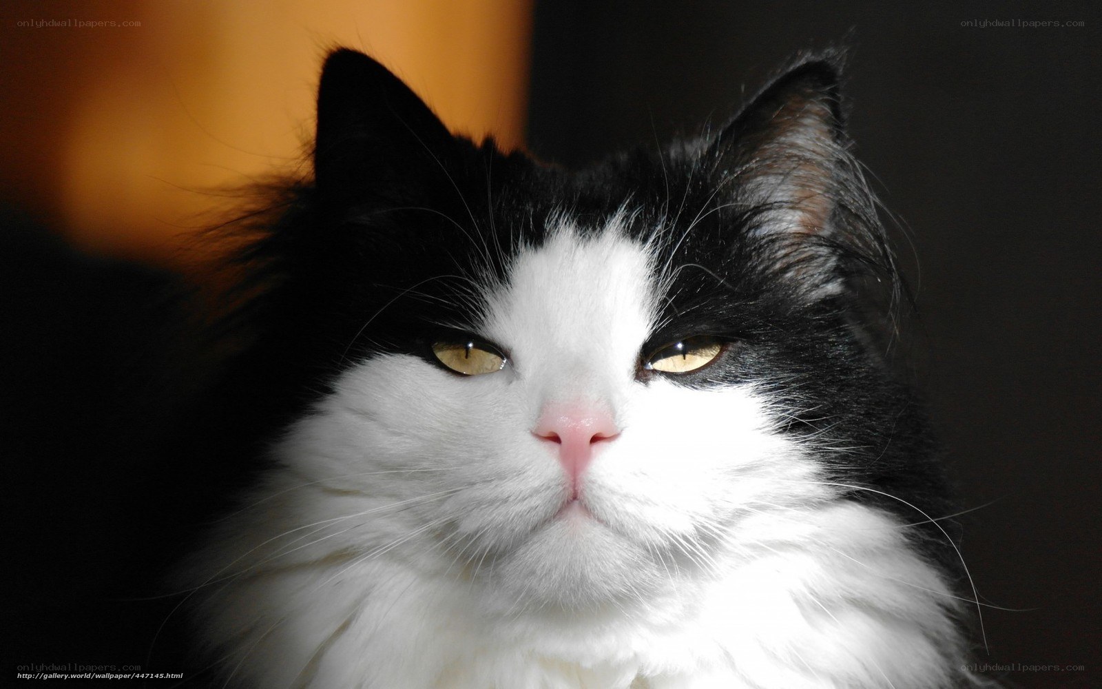 black and white cat portrait