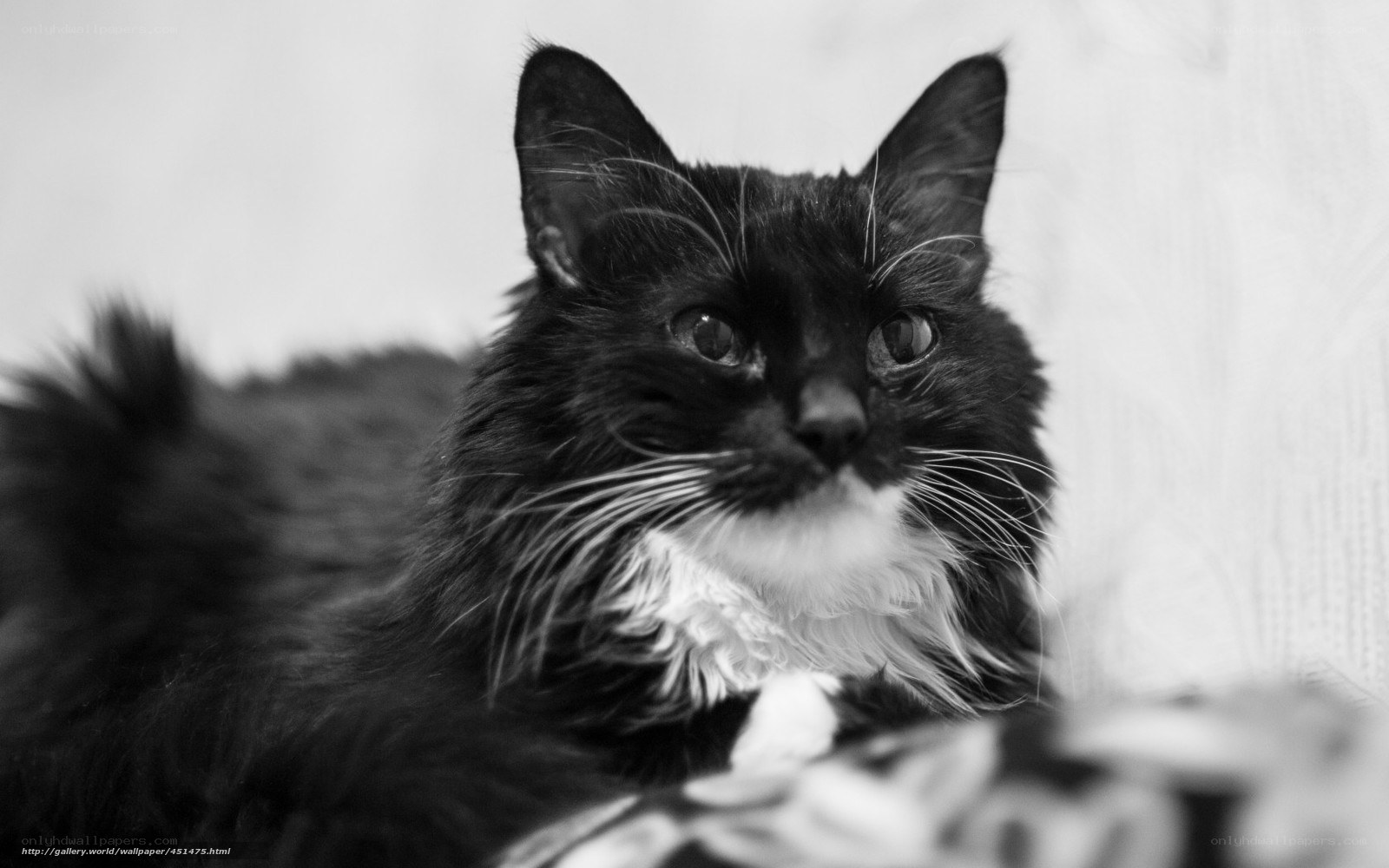 black and white cat portrait