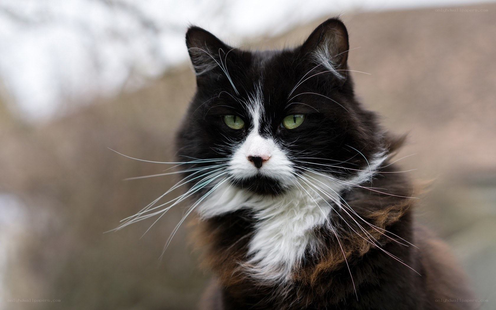 black and white cat portrait