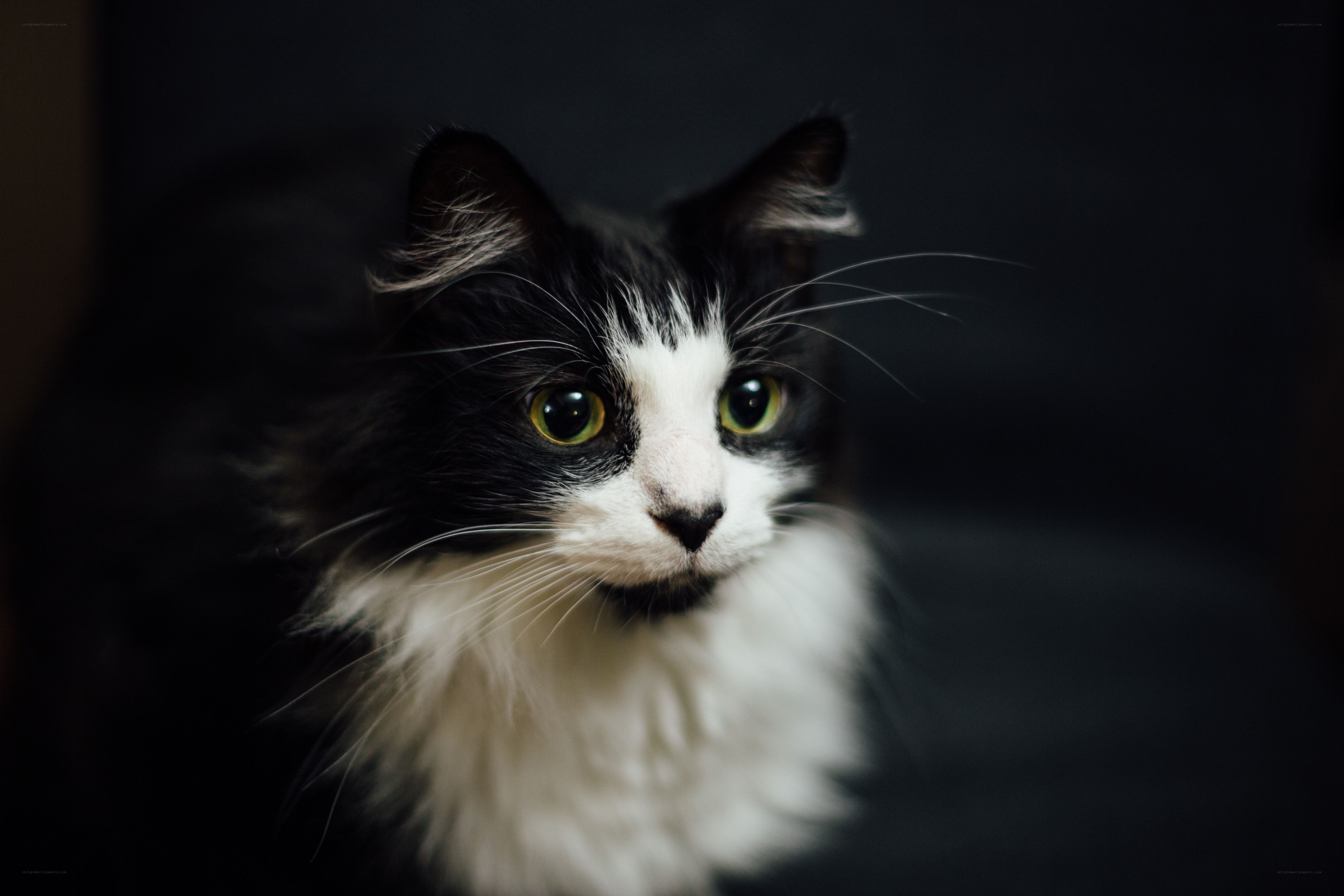 black and white cat portrait