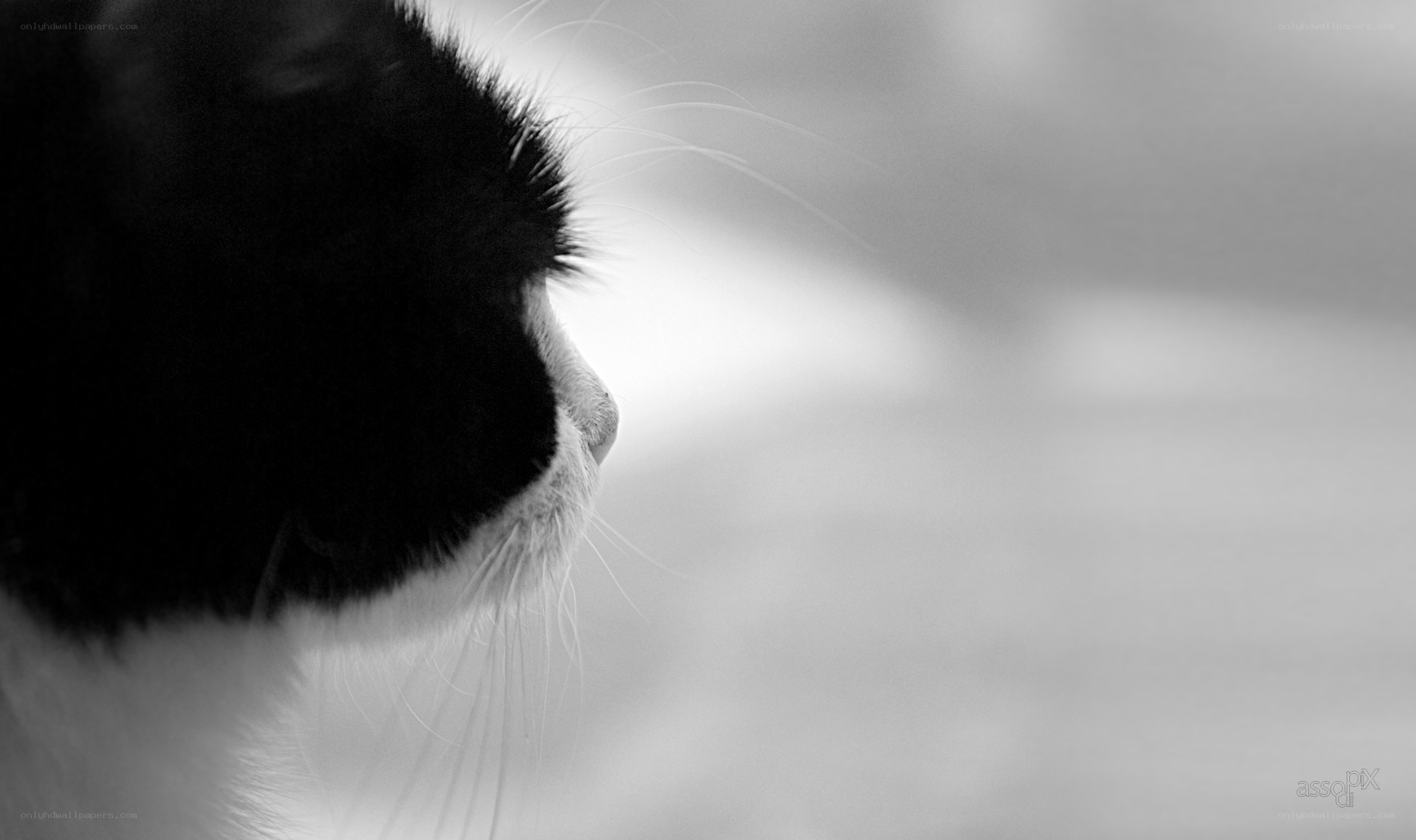 black and white cat portrait