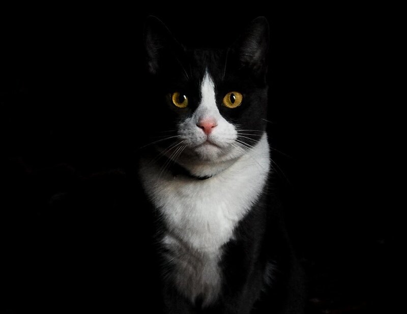 black and white cat portrait