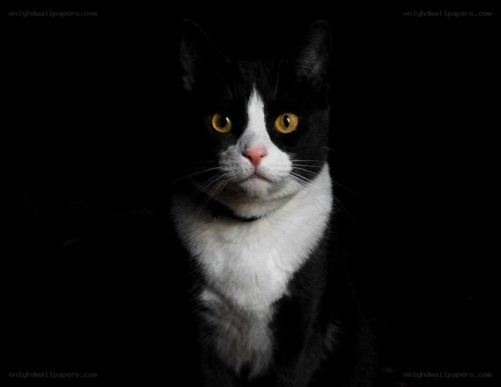 black and white cat portrait