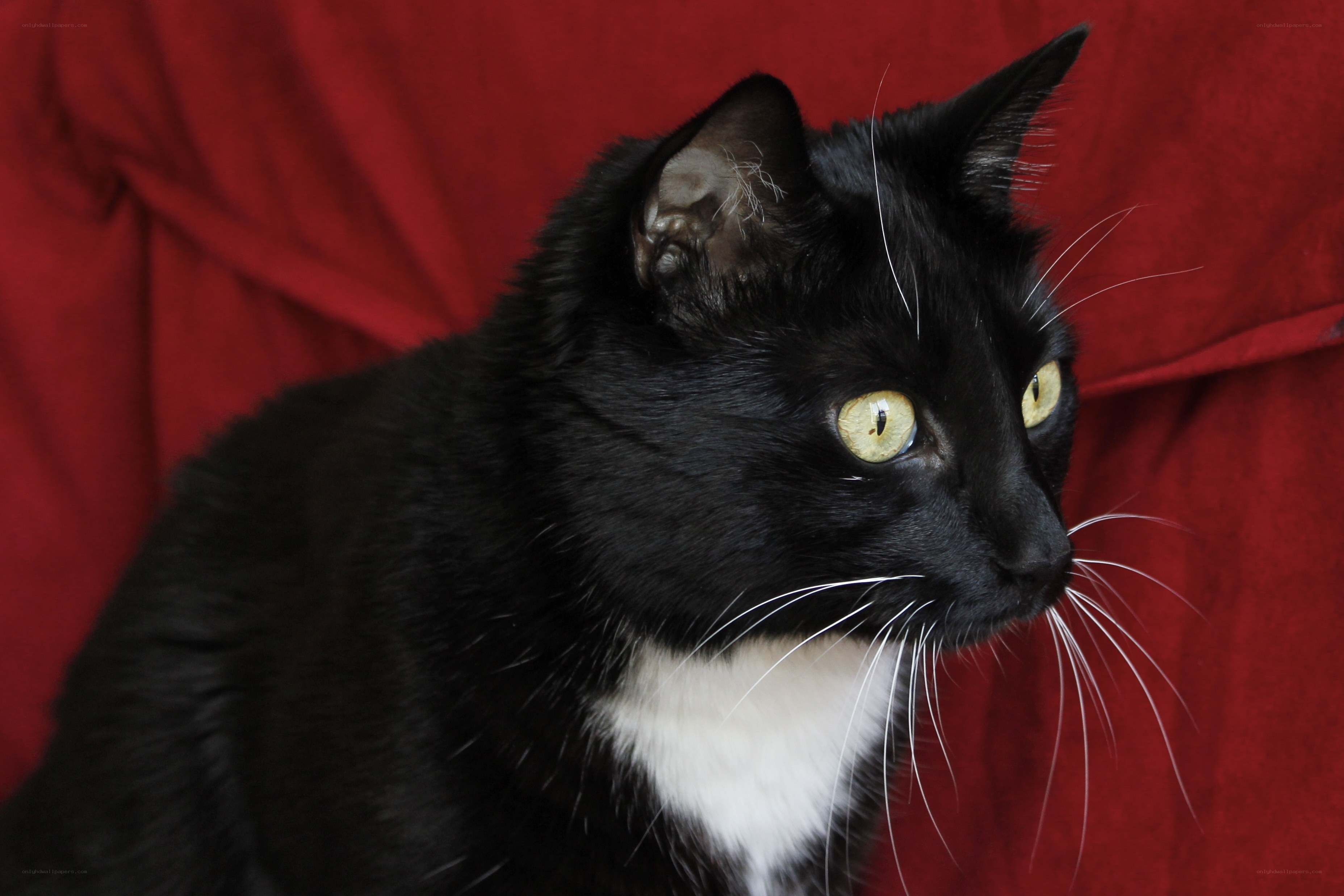 black and white cat portrait