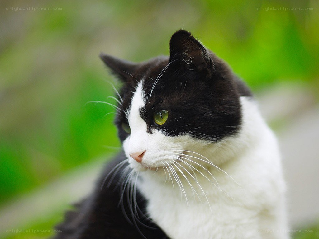 black and white cat portrait