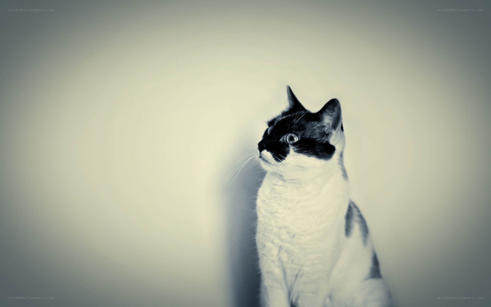 black and white cat portrait
