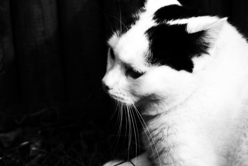 black and white cat portrait