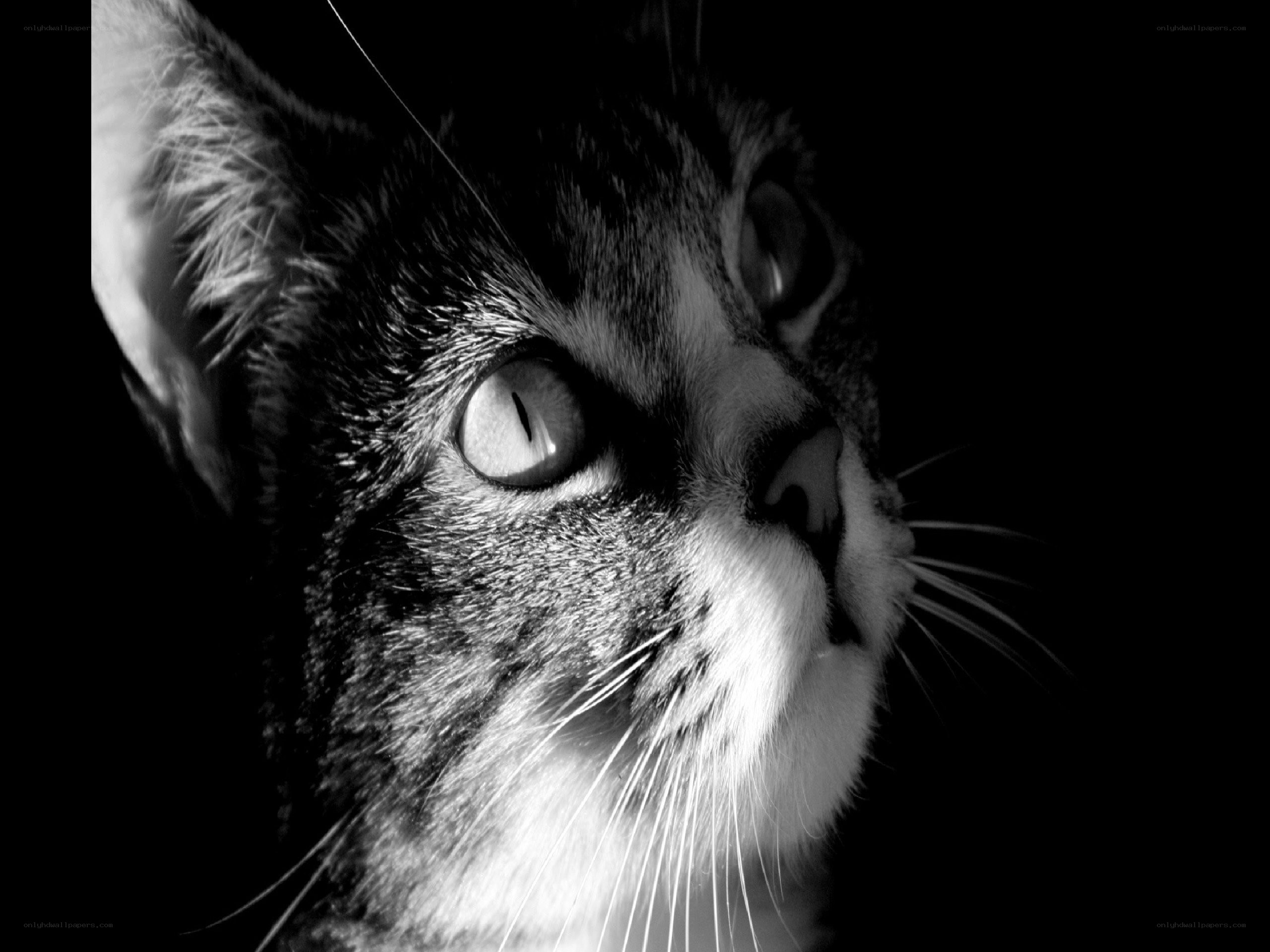 black and white cat portrait