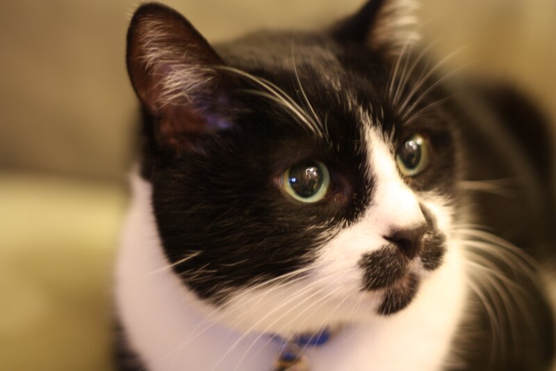 black and white cat portrait