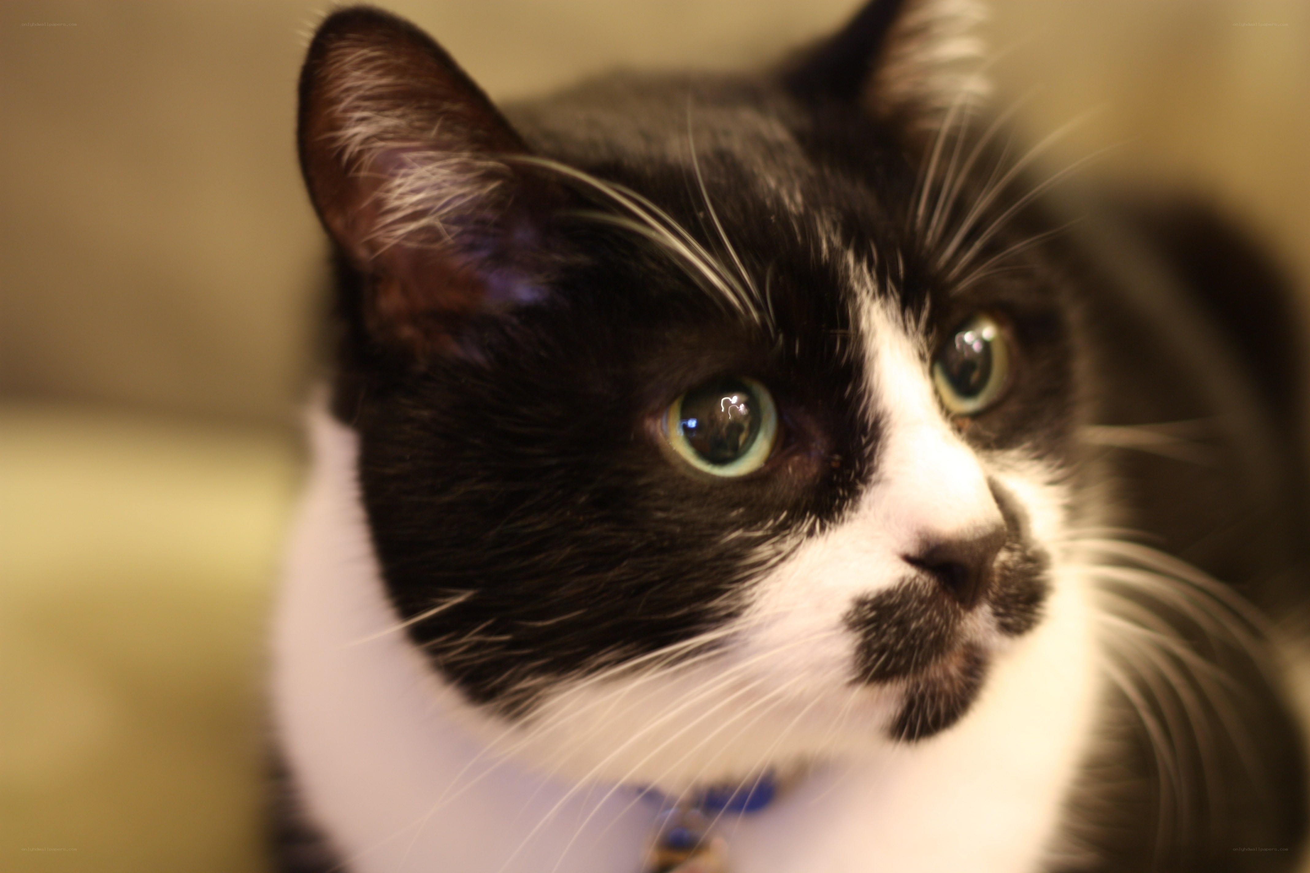 black and white cat portrait