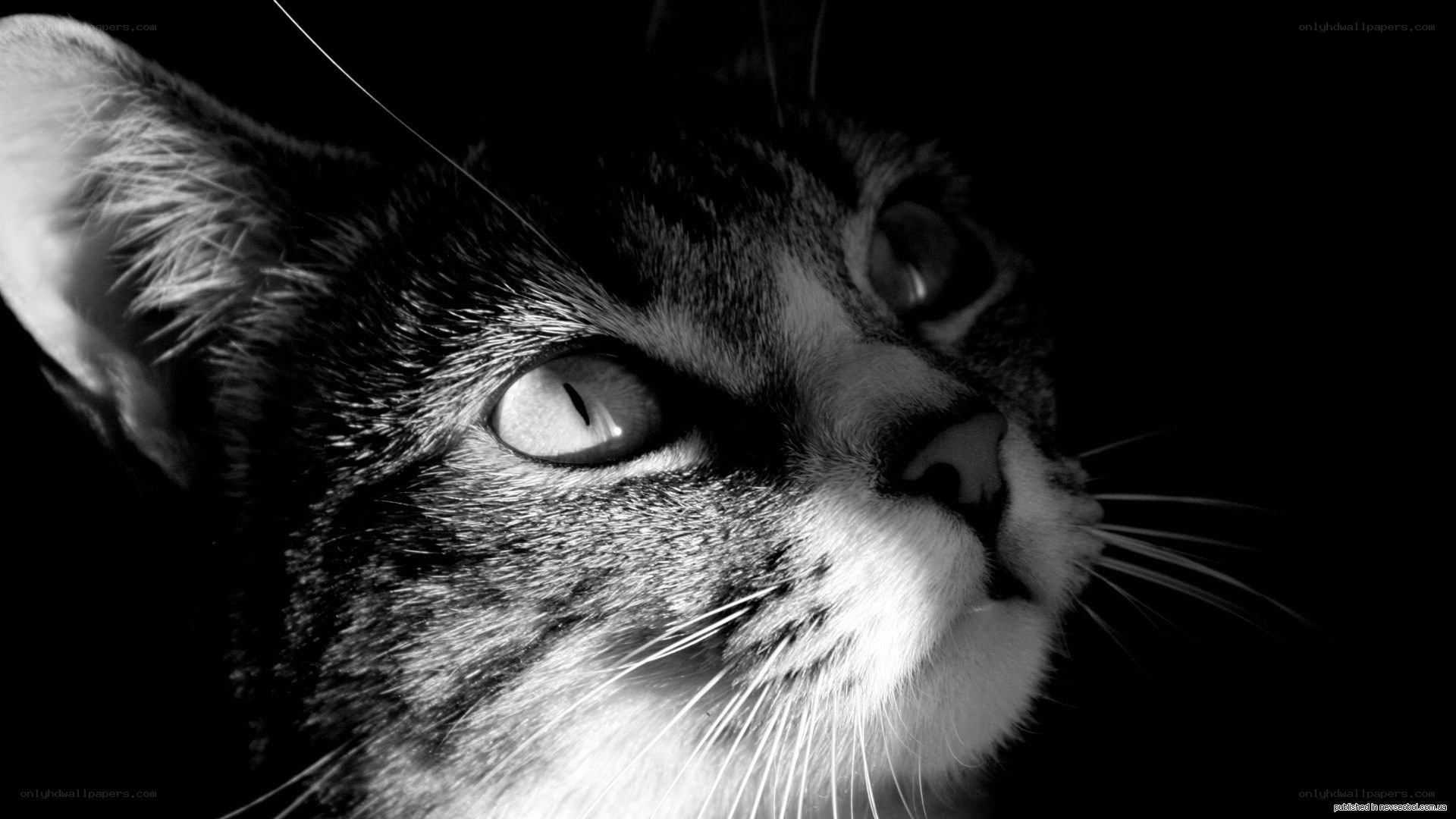 black and white cat portrait
