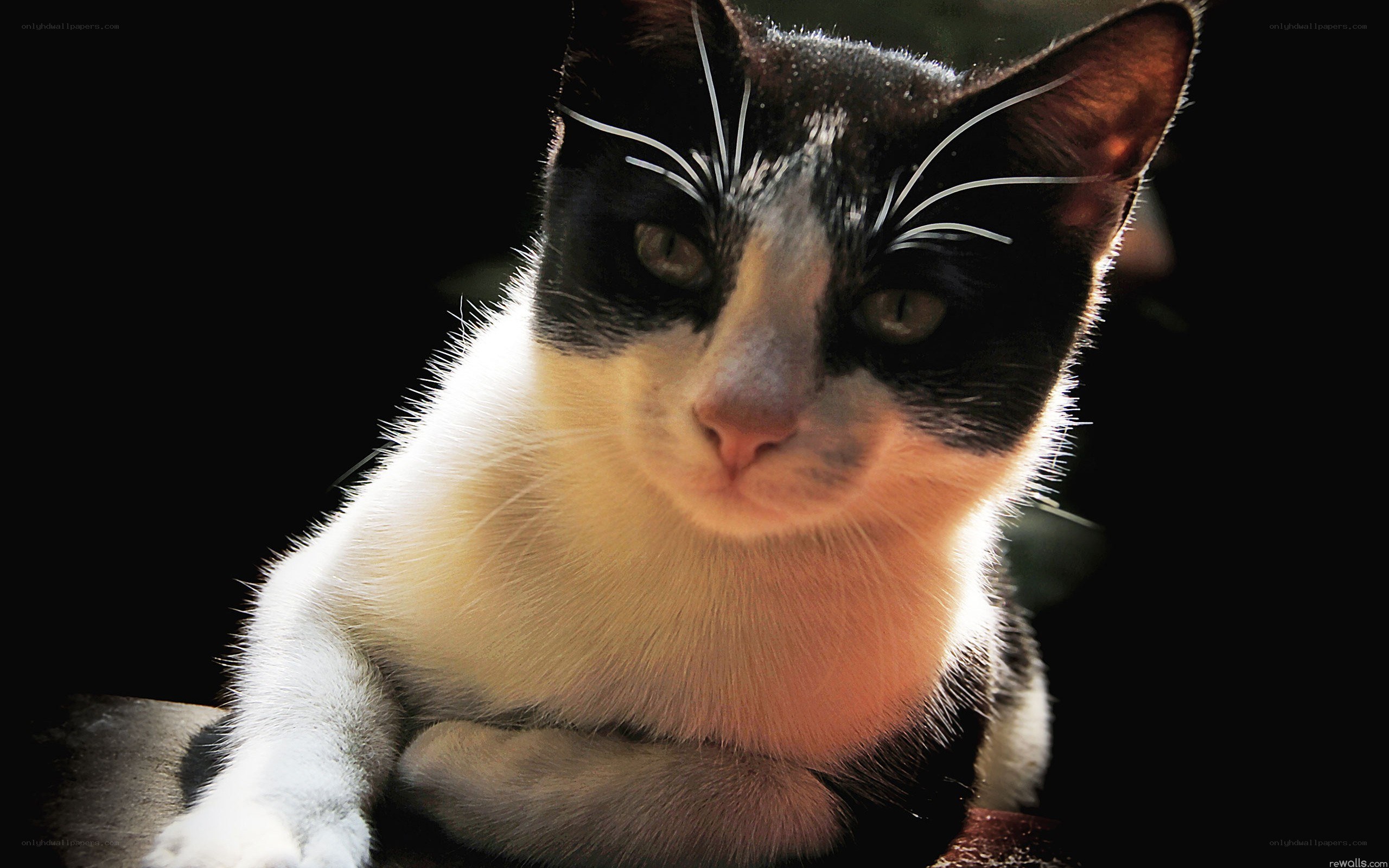 black and white cat portrait